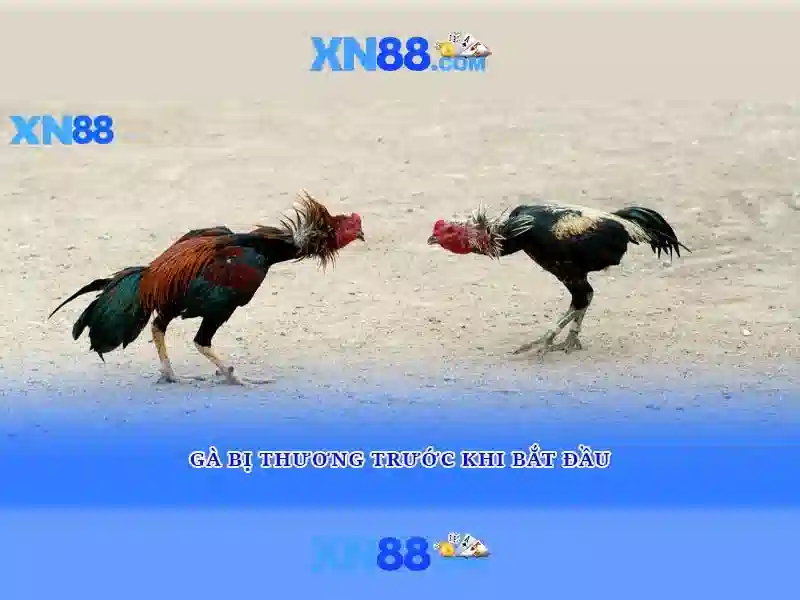 xn88 fit - Đột phá thể thao số cho cộng đồng Việt