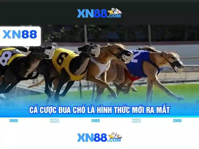 https://dadgarvakil.com/images/text/xn88/xn88-text26031249.webp Nguồn gốc và sứ mệnh của xn88 bet