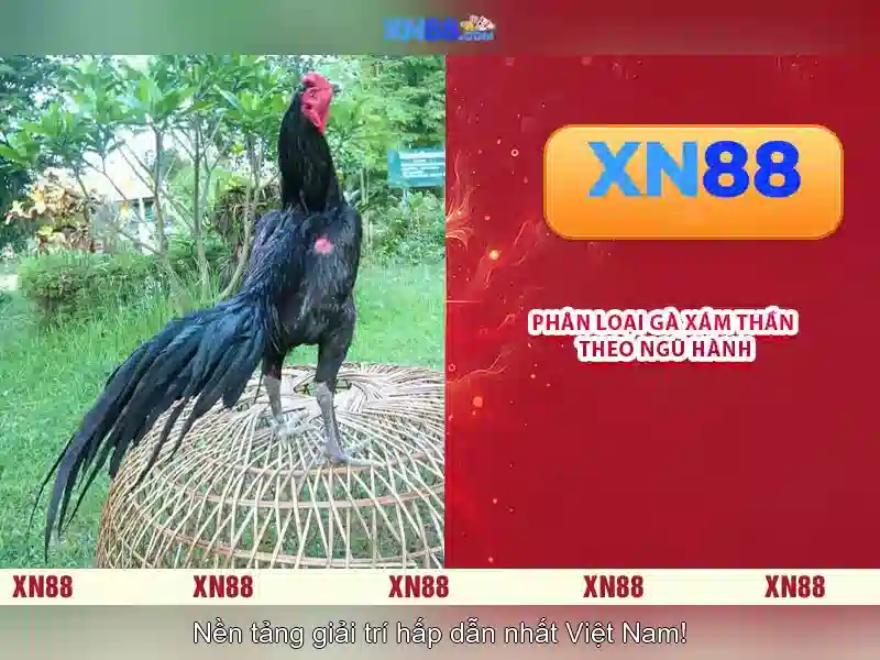 Giao diện nhà cái hoàn hảo